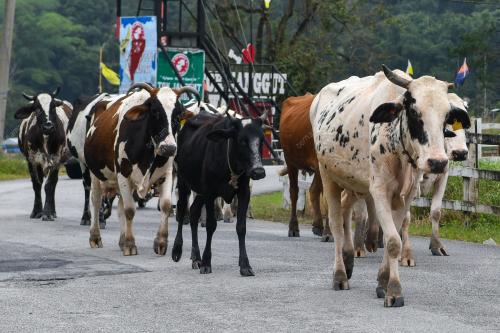 KB07_20012026_SUSU_LEMBU