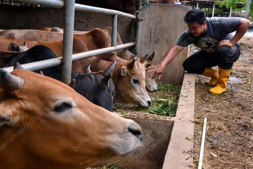 LEMBU KORBAN