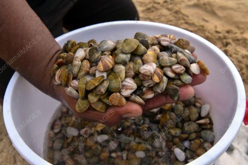 PENCARI REMIS PANTAI PACHAKAN