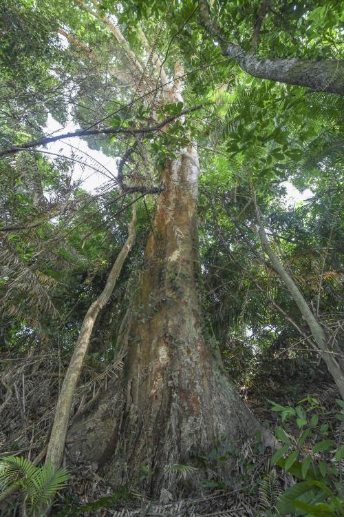 KB07_23082019_MERBAU