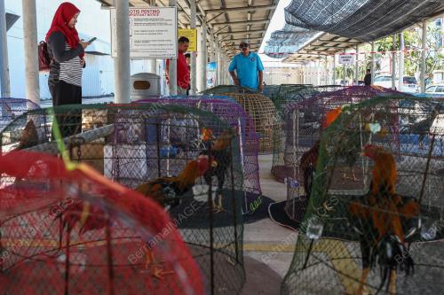 PERTANDINGAN RATU AYAM PERINGAT NASIONAL