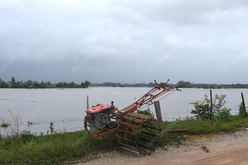 PADI ROSAK AKIBAT BANJIR