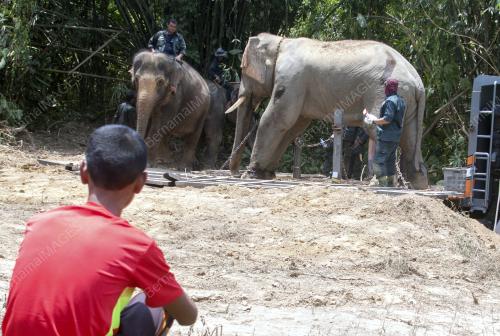 KB07_26042016_PINDAH_GAJAH
