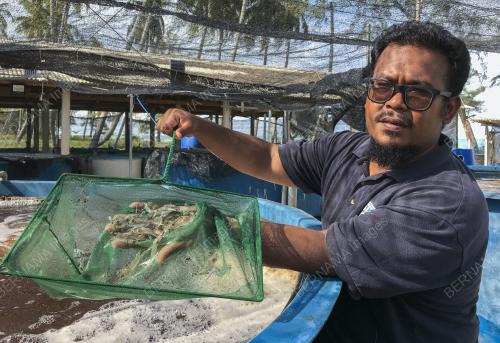 PENTERNAK UDANG PUTIH