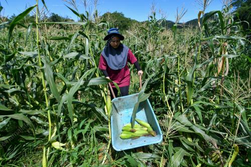 TANAMAN JAGUNG