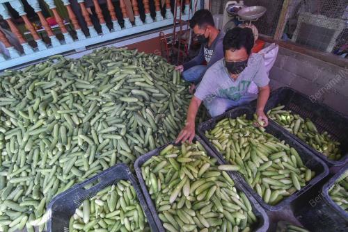 LAMBAKAN TIMUN BATANG