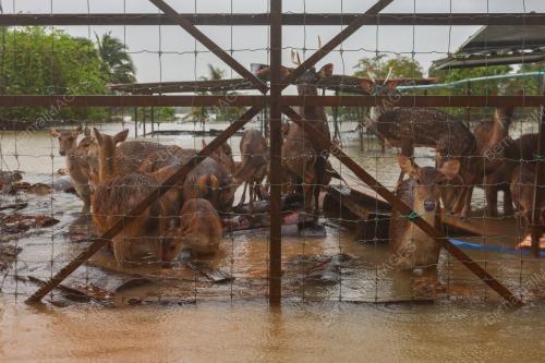 BANJIR DI KANDANG RUSA