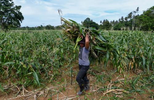 TANAMAN JAGUNG