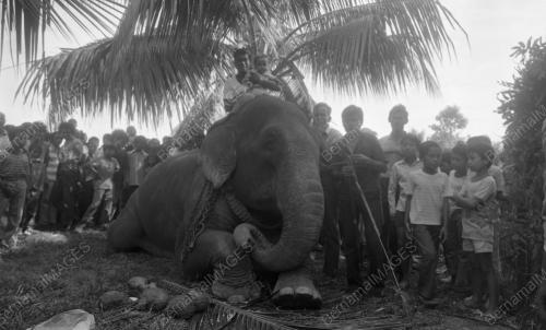 KB08_01072015_TARIK_GAJAH