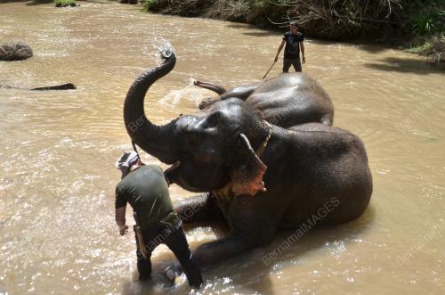 OPERASI PEMINDAHAN GAJAH LIAR RPT SUNGAI TERAH