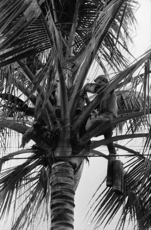NIRA KELAPA