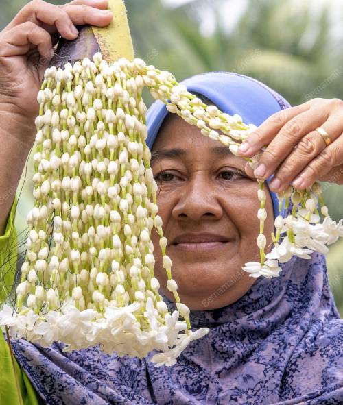 KB08_07082019_BUNGA_MELUR