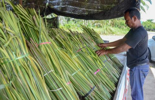 DAUN PALAS