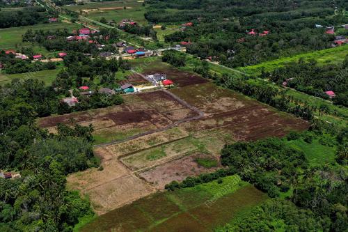 SAWAH PADI KERING