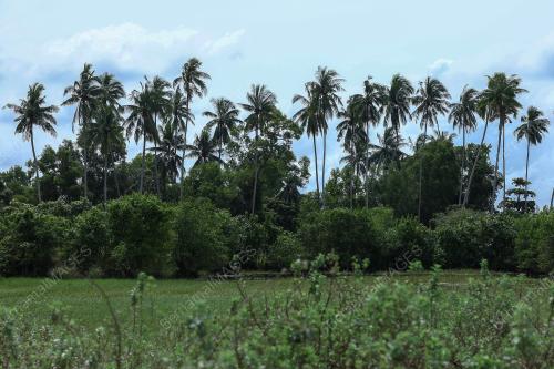 PANTAI KUALA PAK AMAT