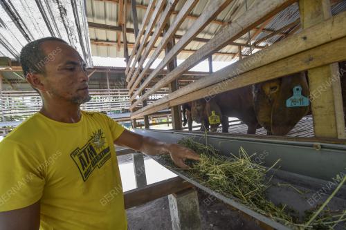 PESARA TENTERA TERNAK KAMBING KAYANGAN