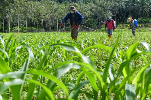 TANAMAN JAGUNG
