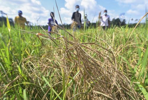 SAWAH KERING