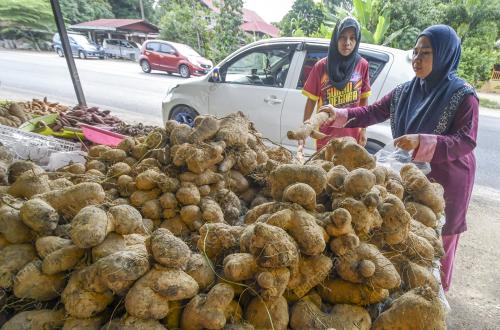 KB08_14112019_UBI_KAYU_BN201911137503