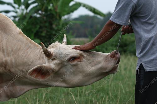 LEMBU TERNAKAN KORBAN