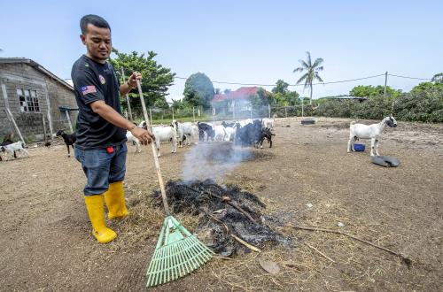 TERNAK KAMBING BOER