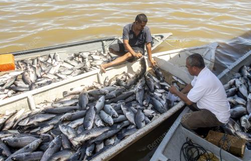 IKAN_LELONG