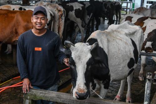 KB08_20012026_SUSU_LEMBU
