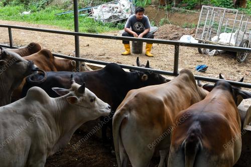 LEMBU KORBAN