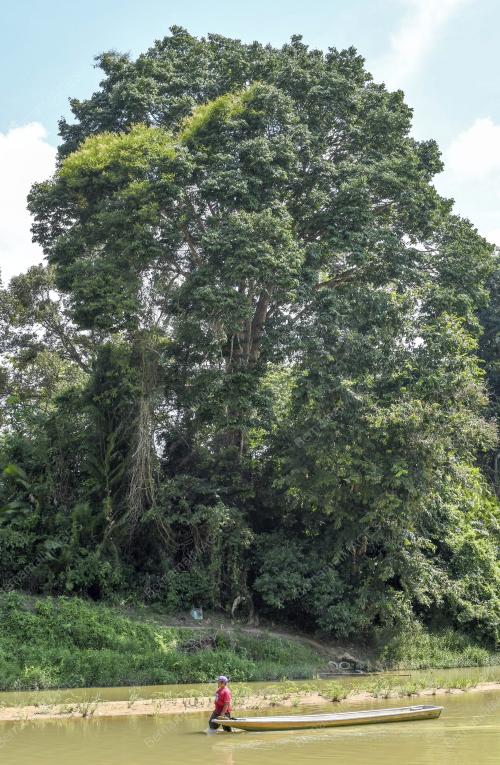 KB08_23082019_MERBAU