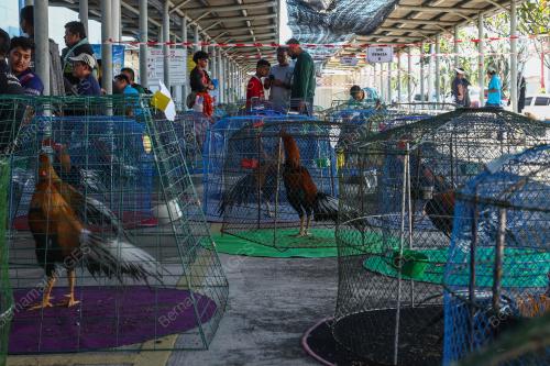 PERTANDINGAN RATU AYAM PERINGAT NASIONAL