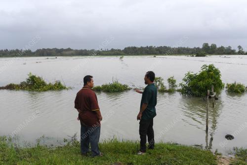 PADI ROSAK AKIBAT BANJIR