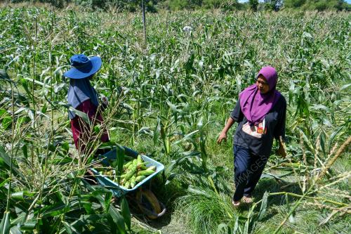 TANAMAN JAGUNG