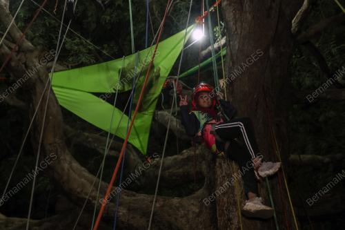 NIGHT ON TREE