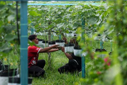 FERTIGASI MAMPU TARIK MINAT BELIA
