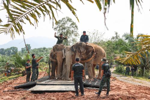 PEMINDAHAN GAJAH DI ARING 10
