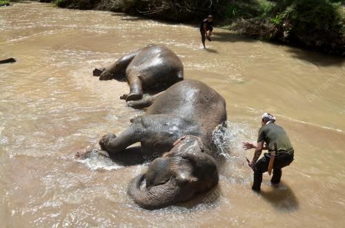 OPERASI PEMINDAHAN GAJAH LIAR RPT SUNGAI TERAH