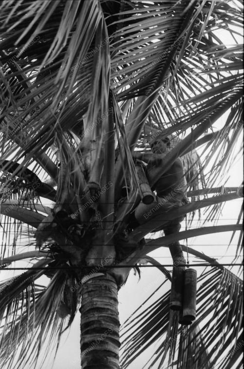 NIRA KELAPA