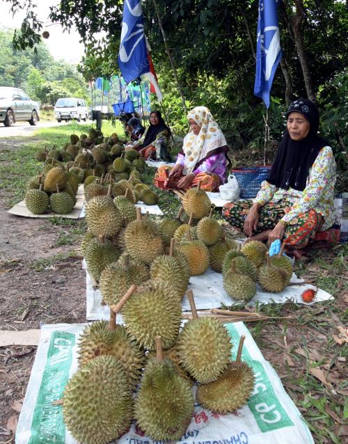 DURIAN MANIK URAI