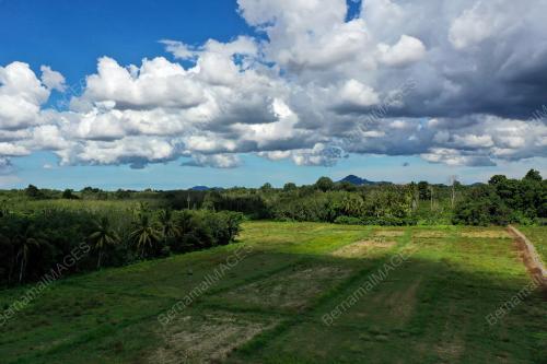 SAWAH PADI KERING