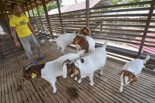 PESARA TENTERA TERNAK KAMBING KAYANGAN