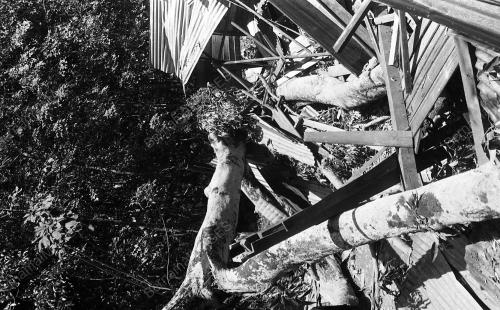 KB09_11082015_POKOK_TUMBANG