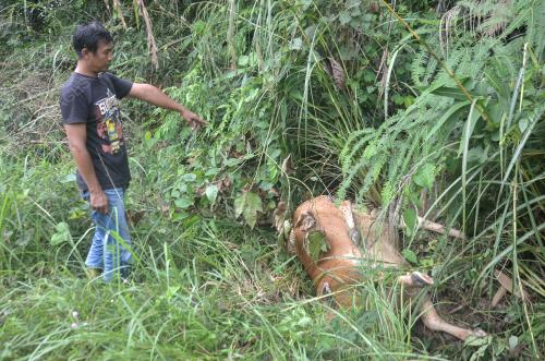SERANGAN HARIMAU