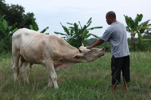 LEMBU TERNAKAN KORBAN