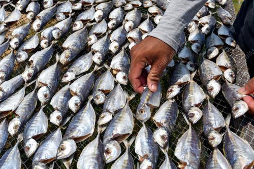 PENGUSAHA IKAN KERING