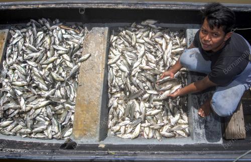 IKAN_LELONG