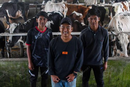 KB09_20012026_SUSU_LEMBU