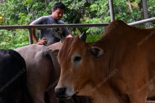LEMBU KORBAN