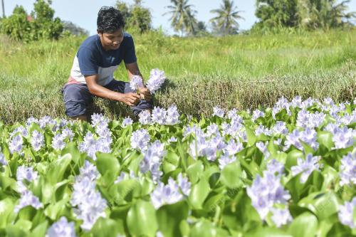 KB09_23102021_KELADI_BUNTING