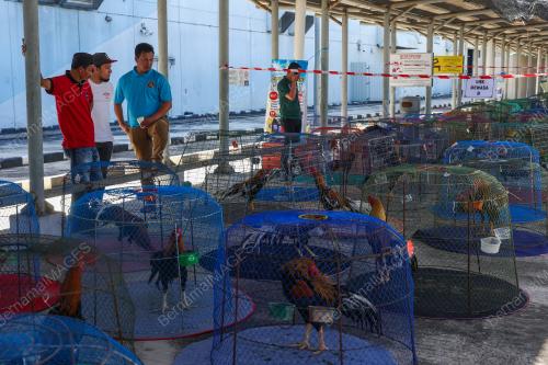PERTANDINGAN RATU AYAM PERINGAT NASIONAL