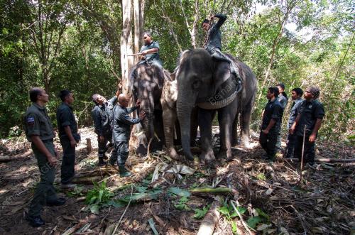 KB09_24082015_GAJAH